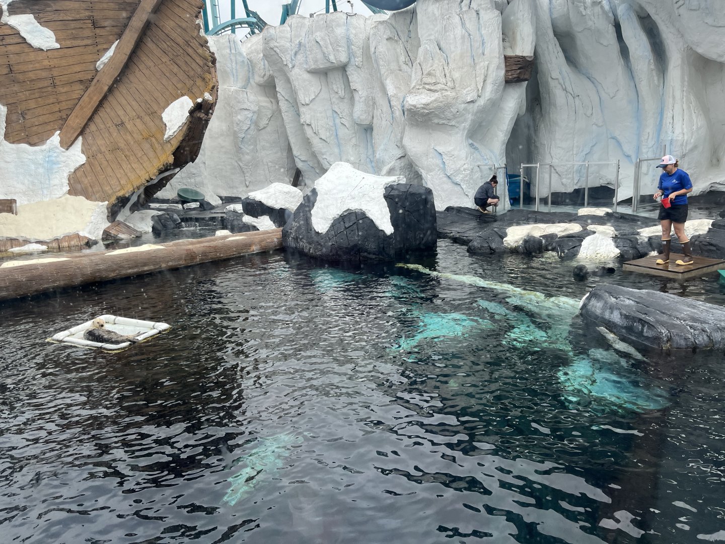 Southern Sea Otter Exhibit