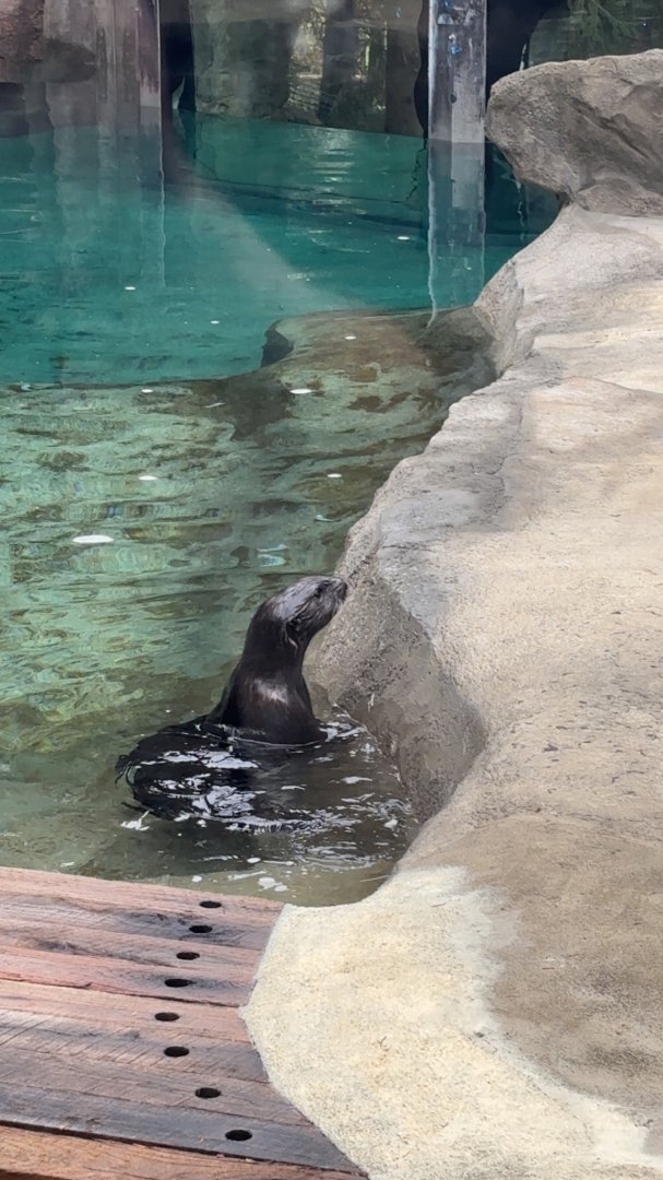 Southern Sea Otter (Kevin)