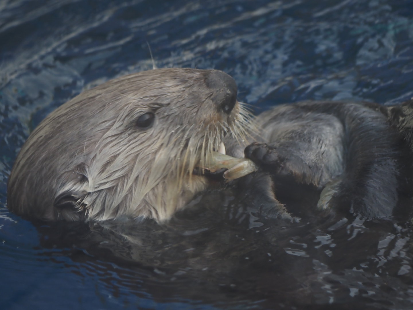 Southern sea otter "Monte"