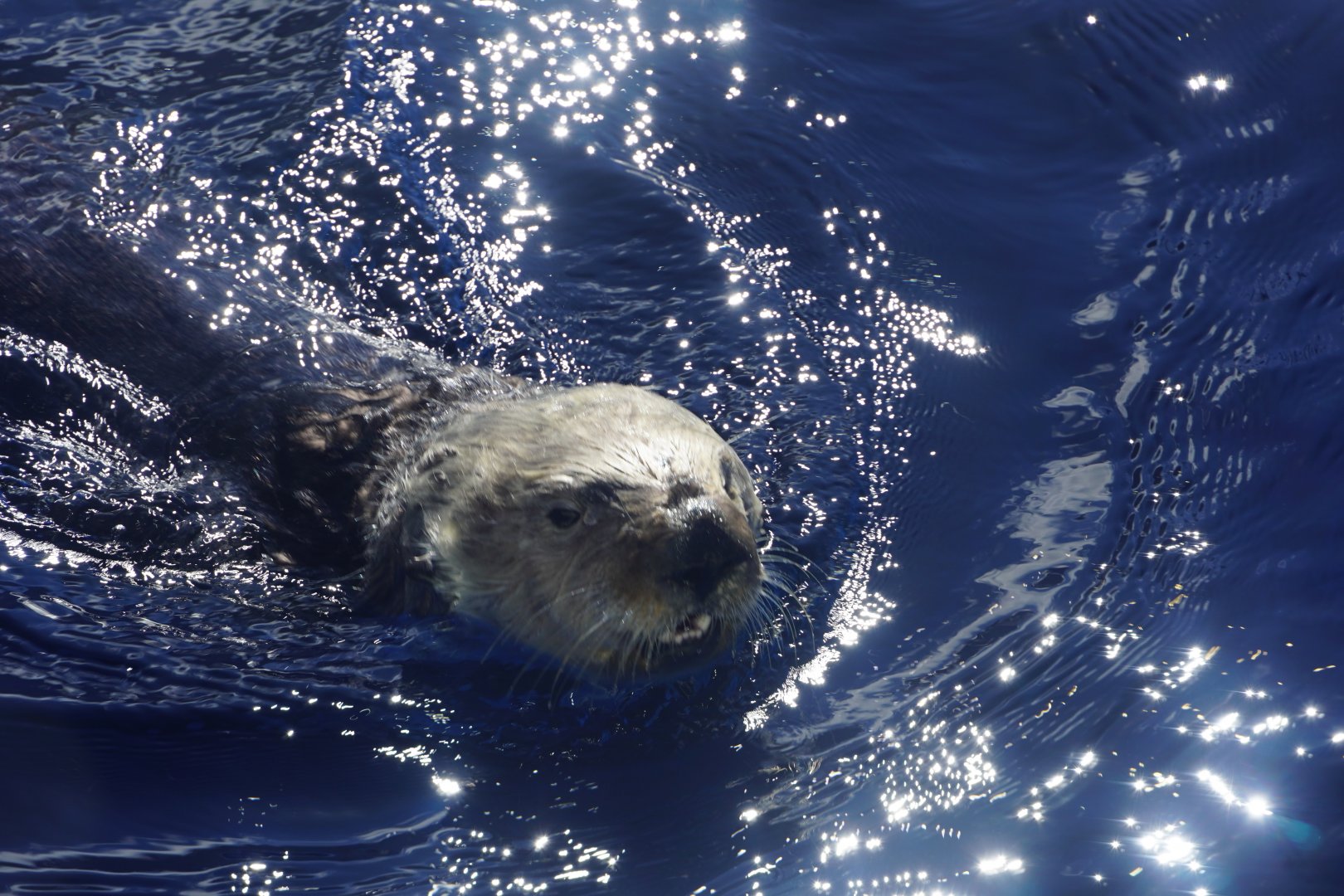 Southern Sea Otter "Monte"