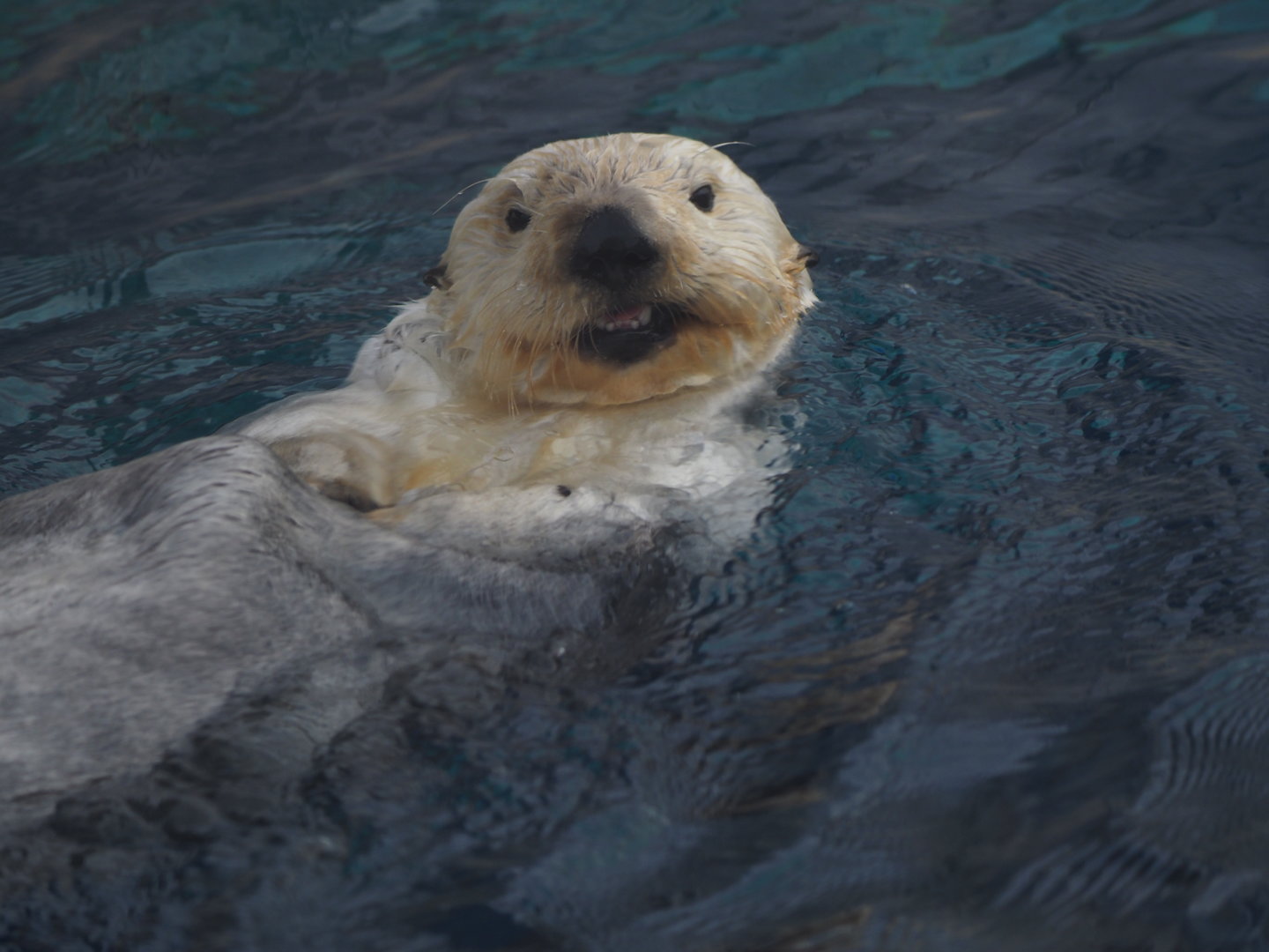 Southern sea otter "Ollie"