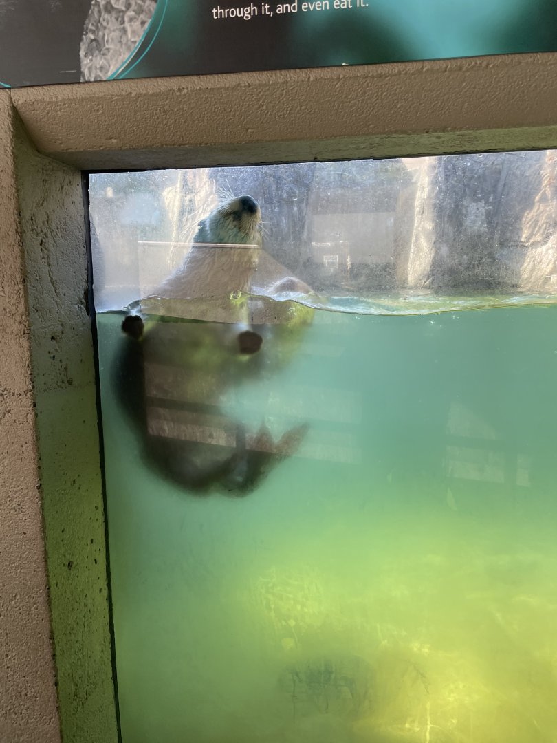 Southern Sea Otter On the Glass