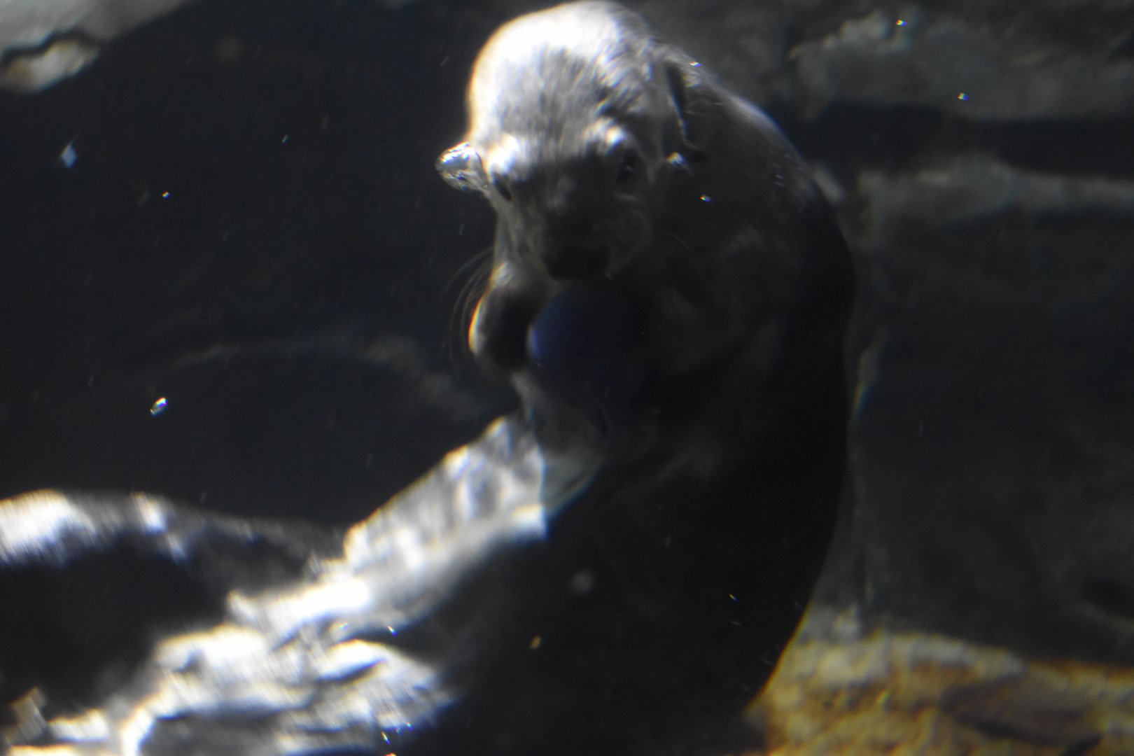 Southern Sea Otter Playing