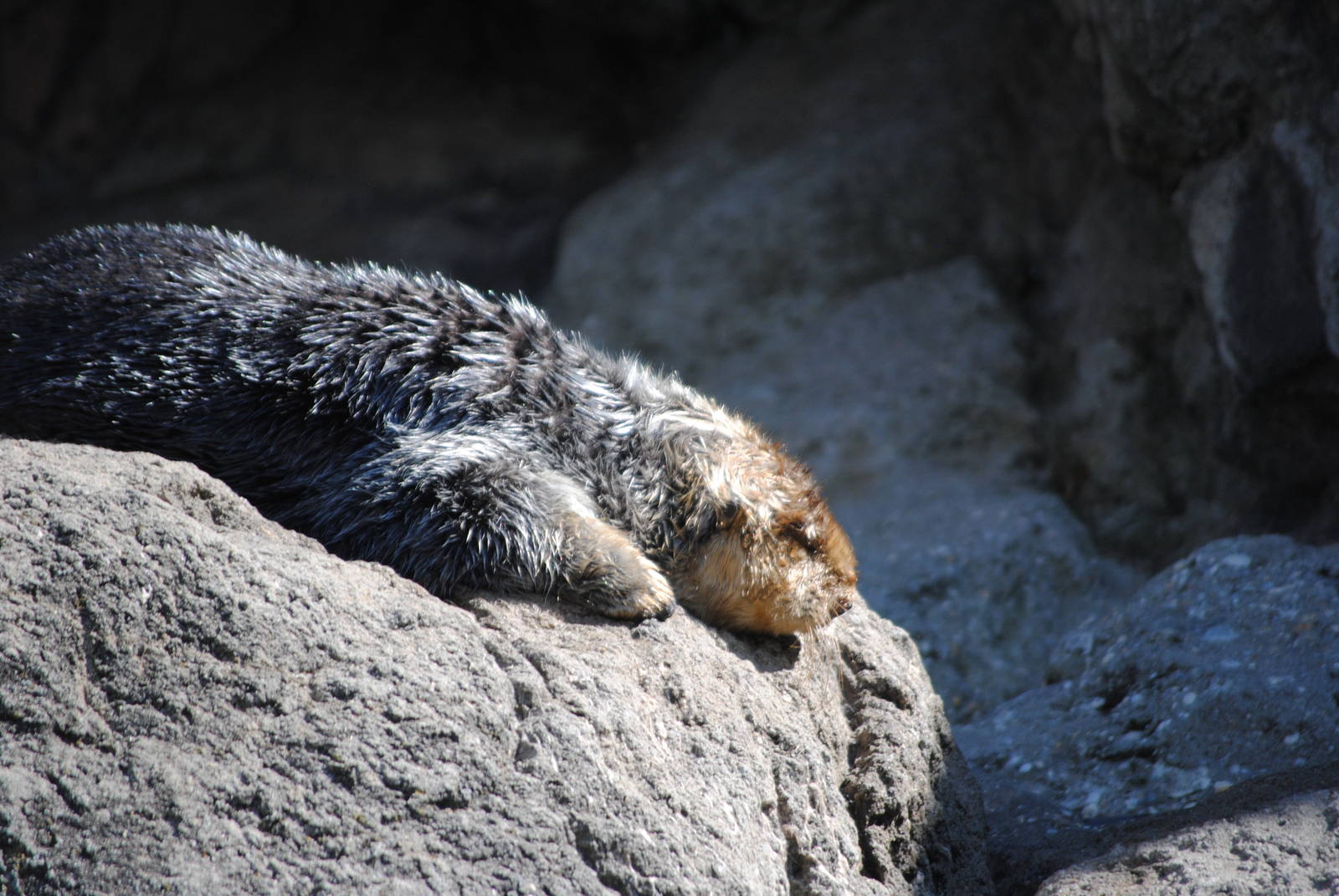Southern Sea Otter