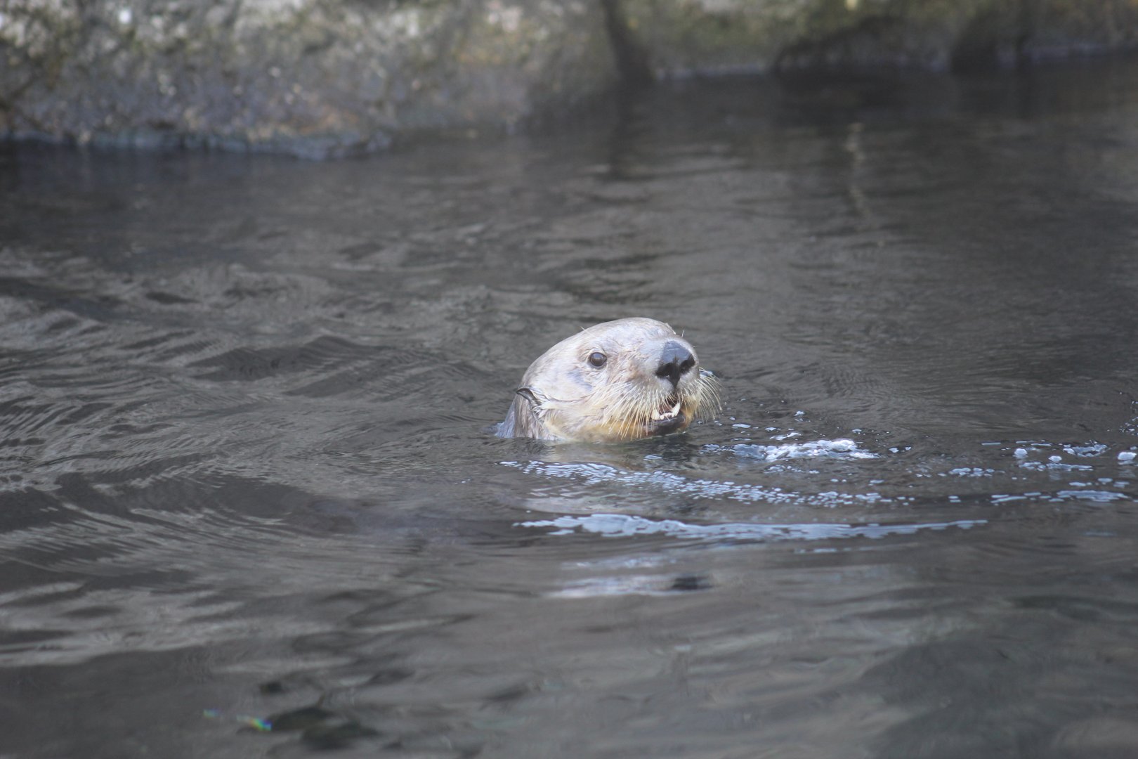 Southern Sea Otter