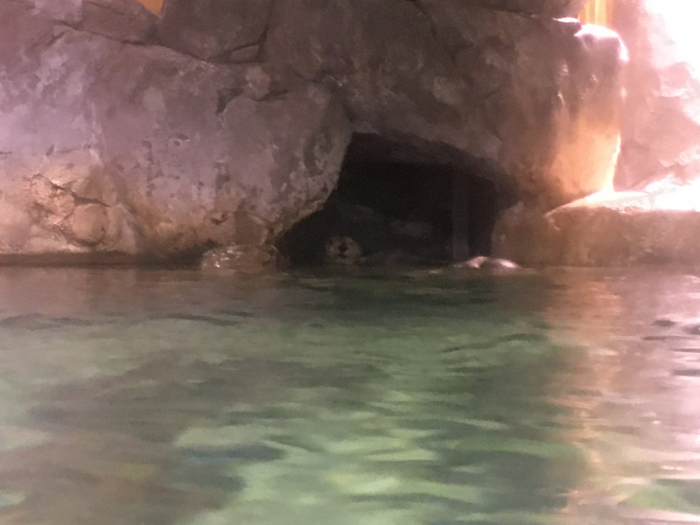 Southern sea otter