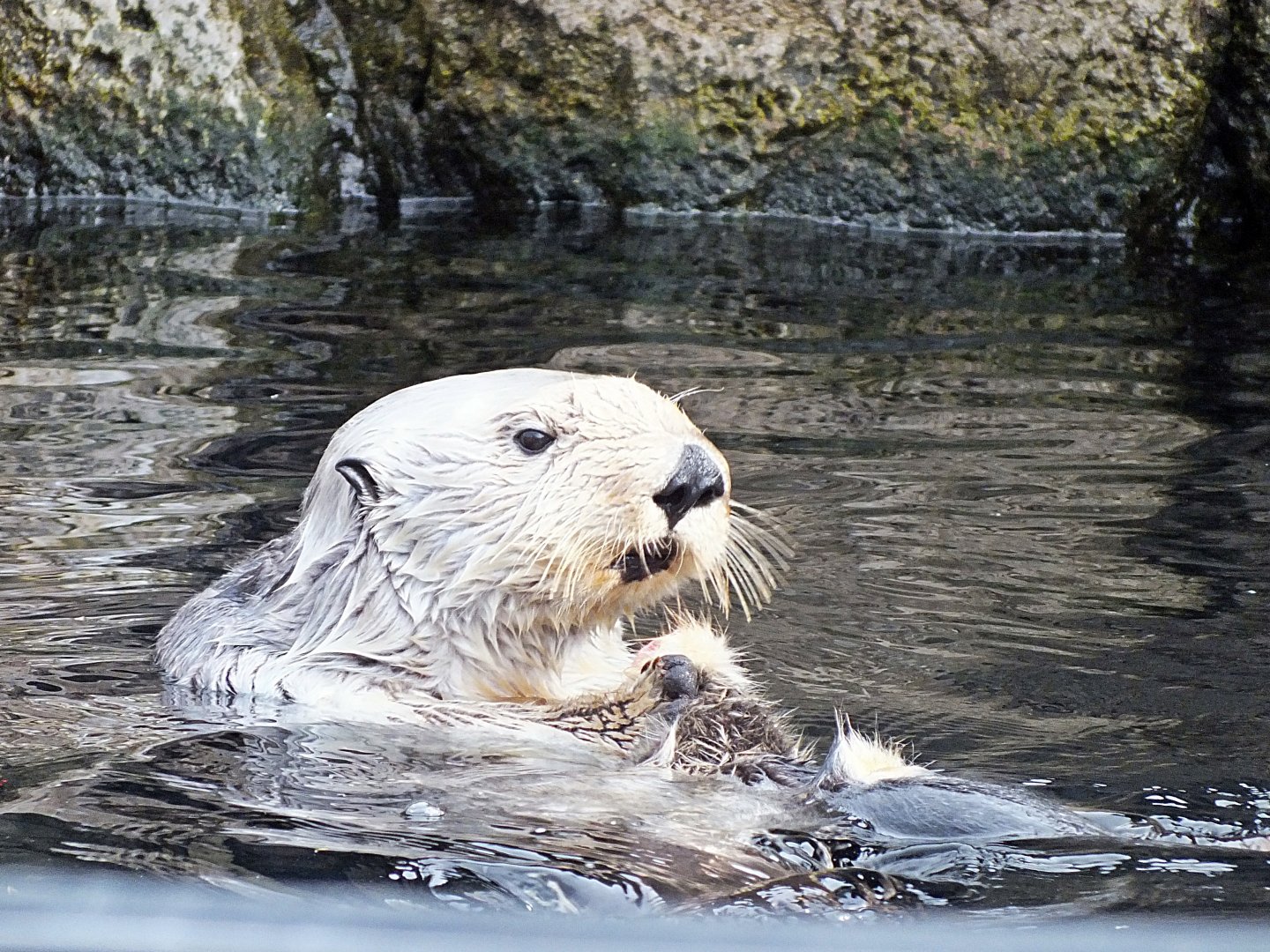 Southern sea otter