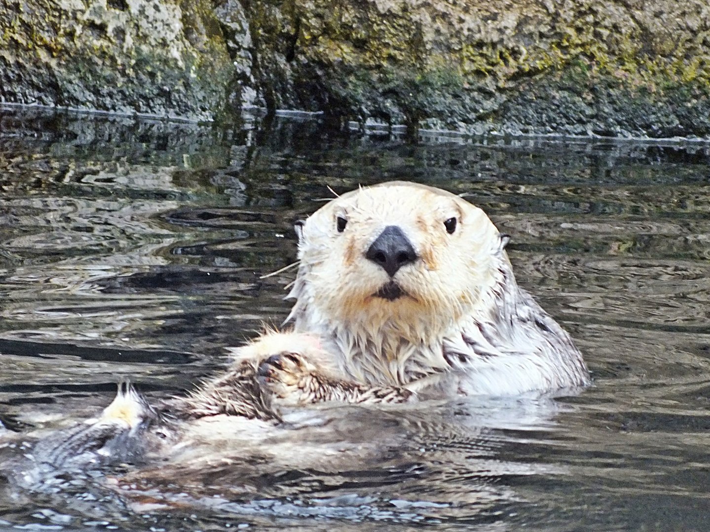 Southern sea otter
