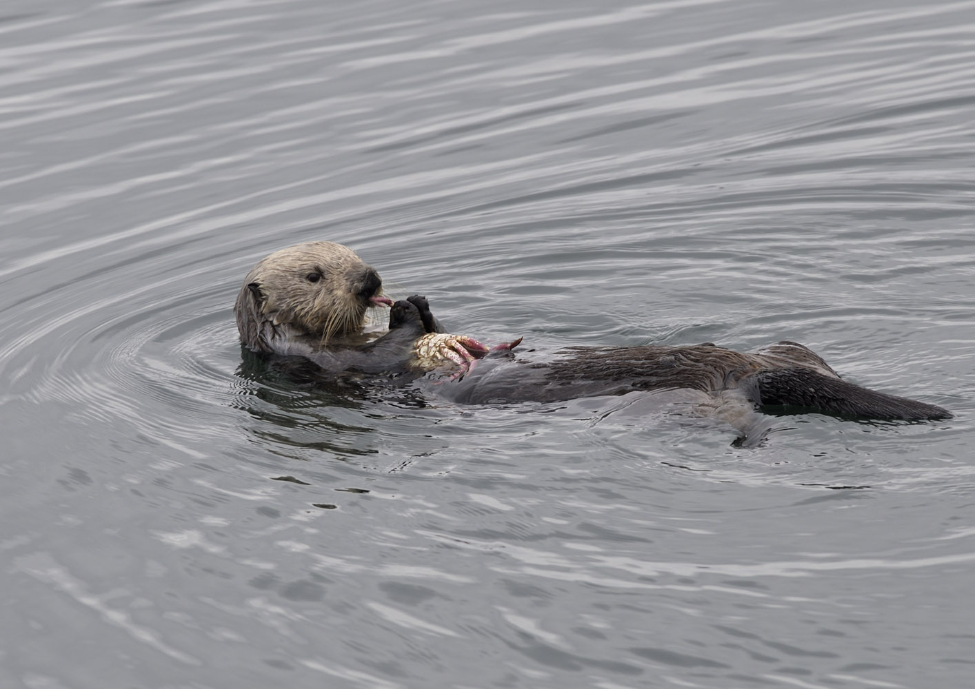 Southern sea otter