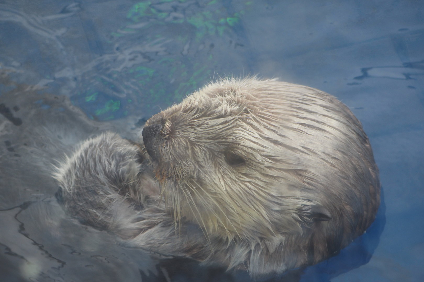 Southern Sea Otter