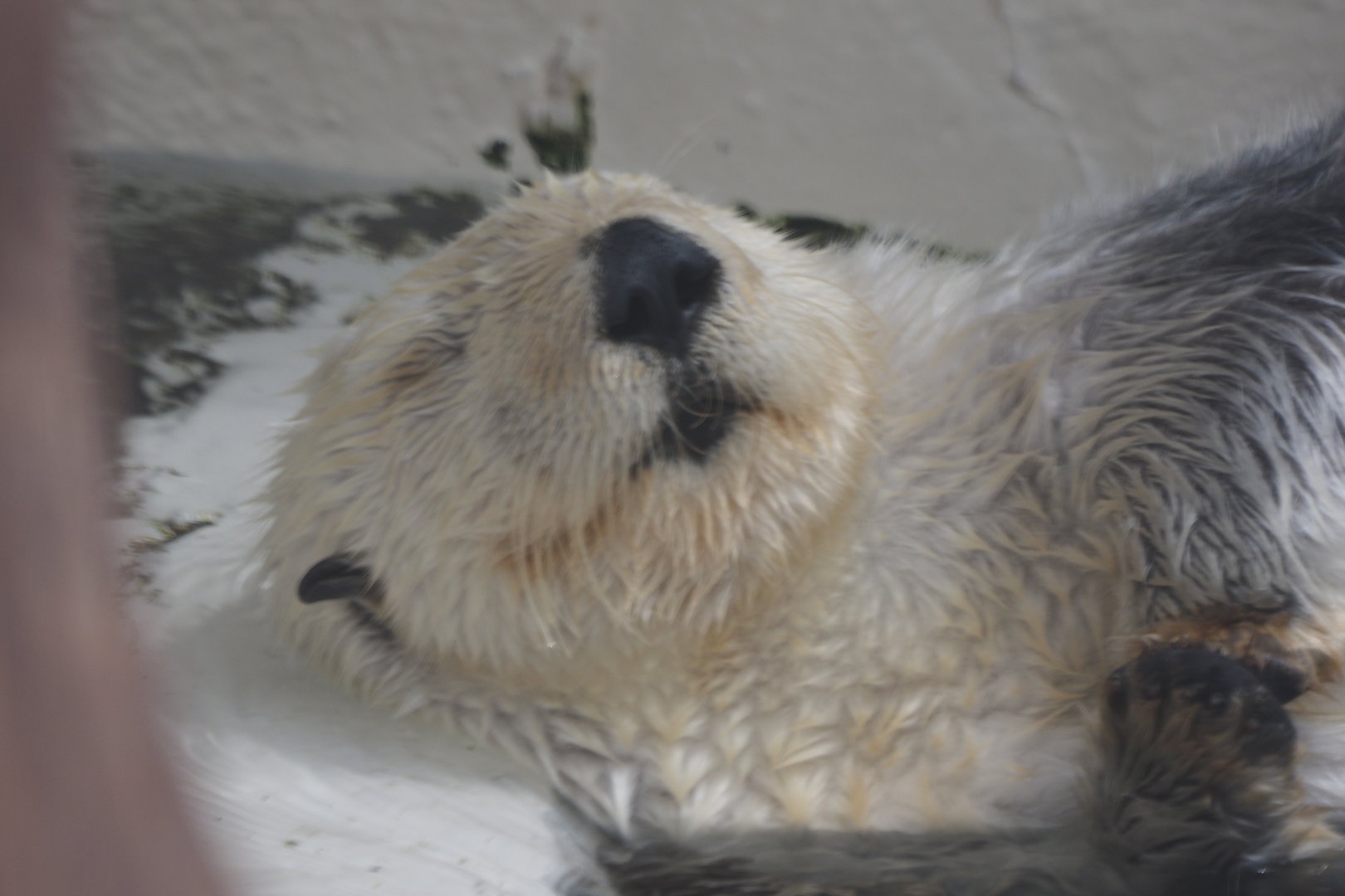 Southern Sea Otter