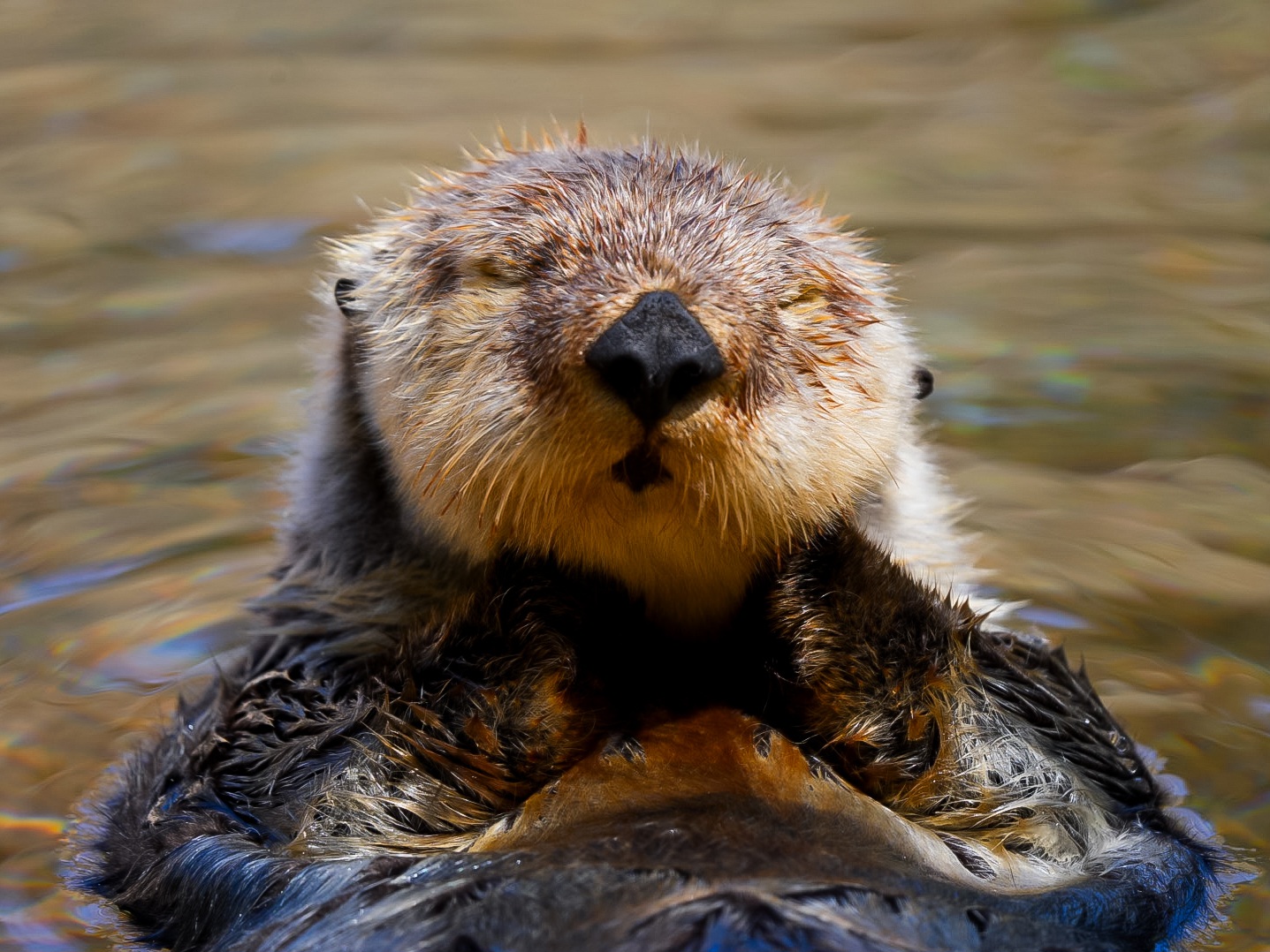 Southern Sea Otter