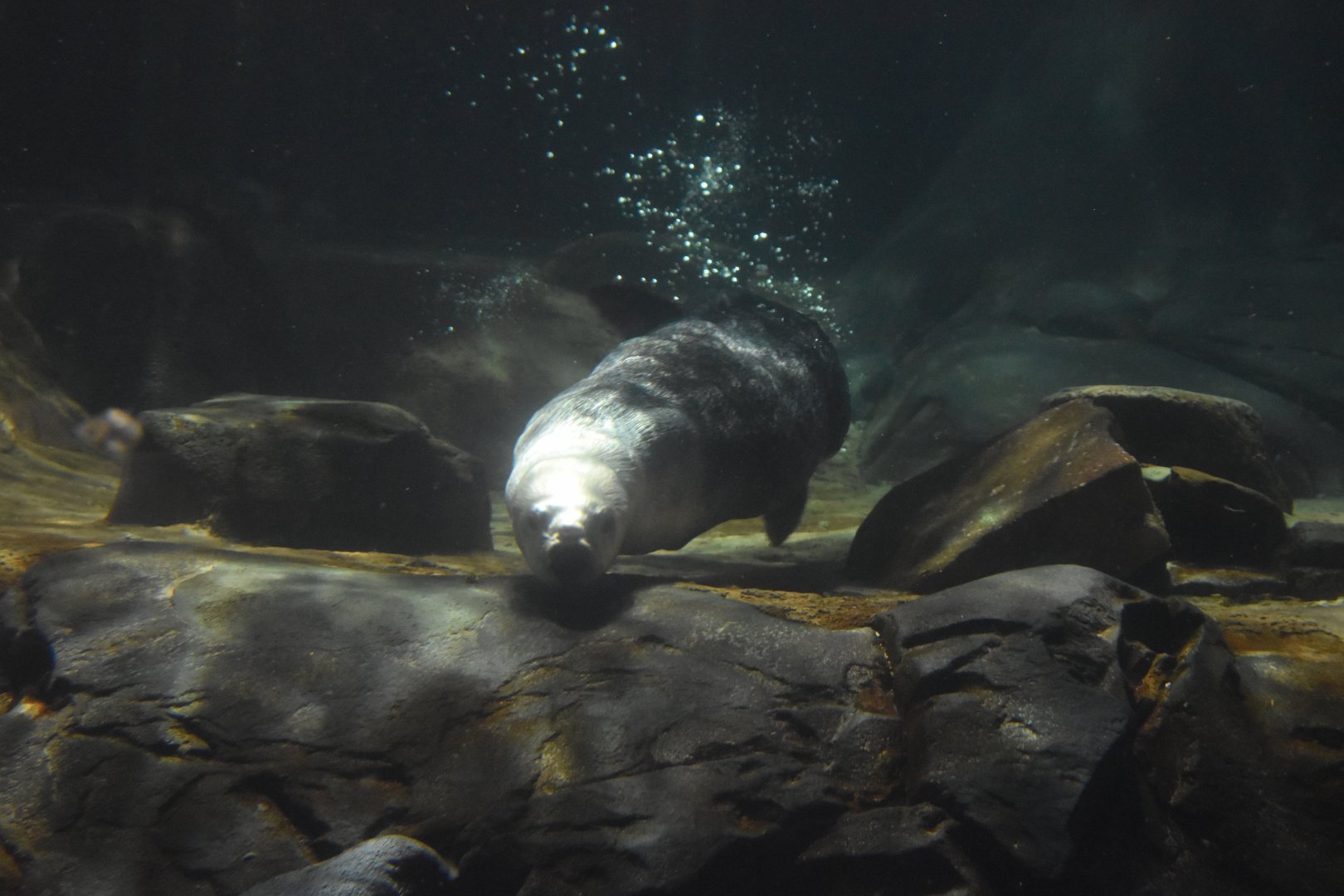 Southern Sea Otter