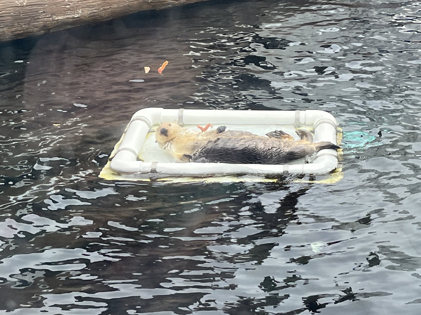 Southern Sea Otter