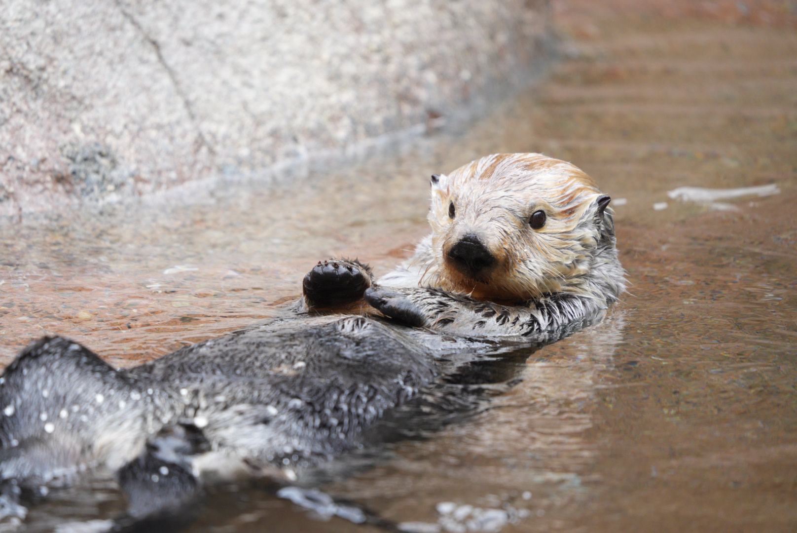 Southern Sea Otter