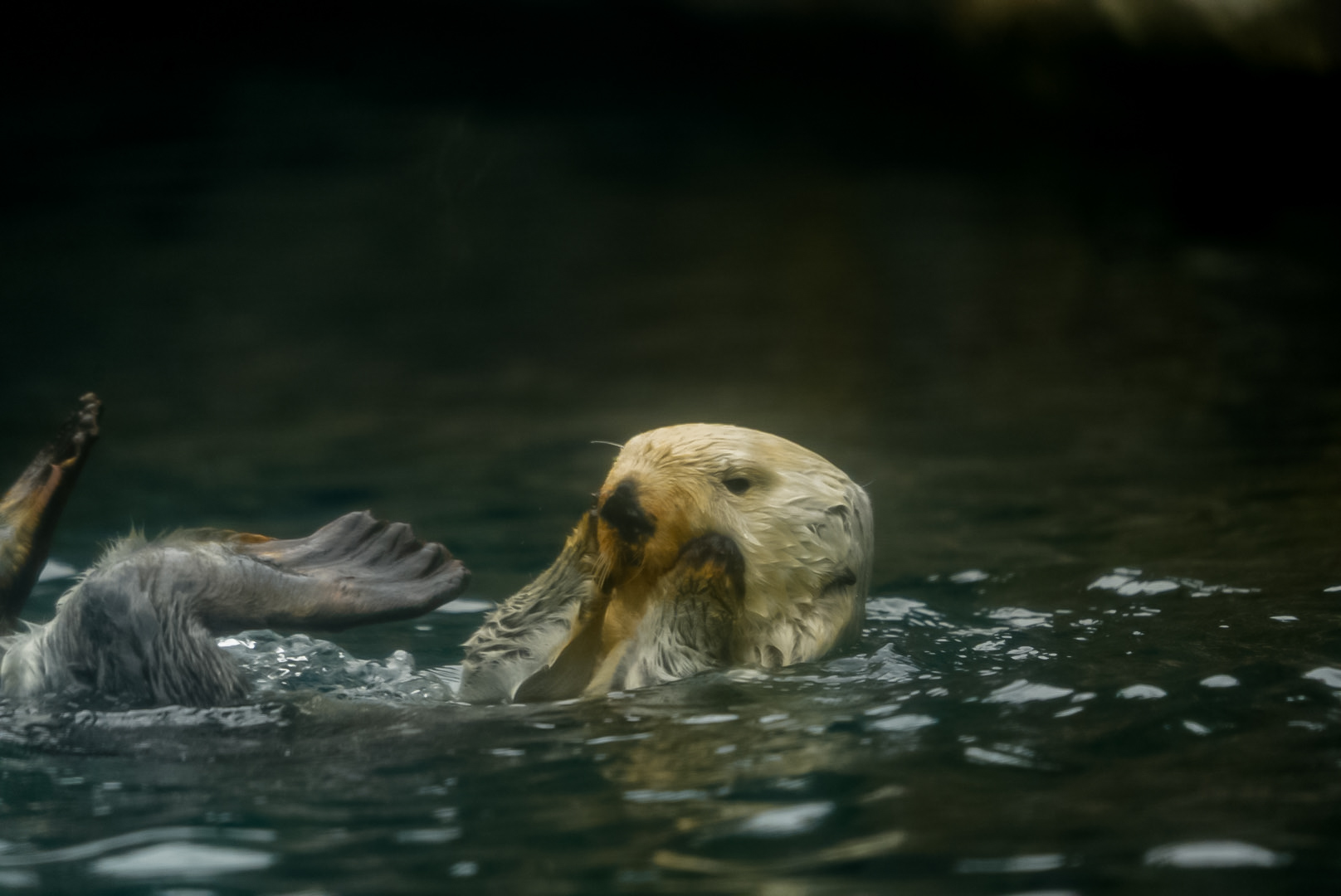 Southern Sea Otter
