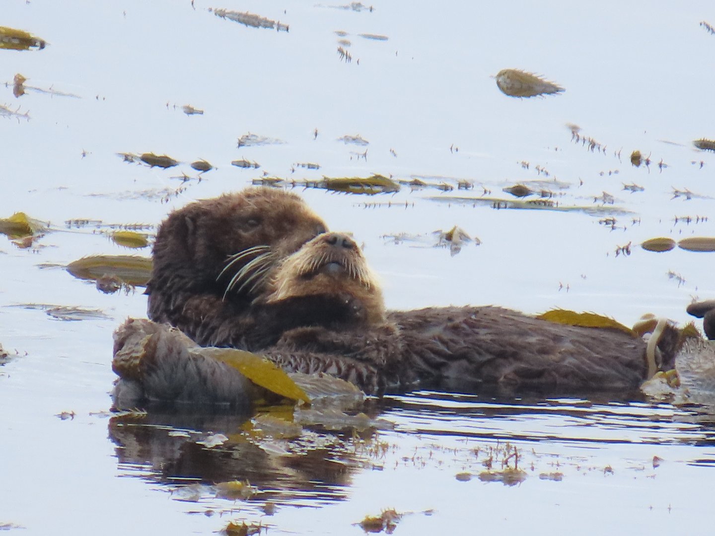 Southern Sea Otters (Enhydra lutris nereis)