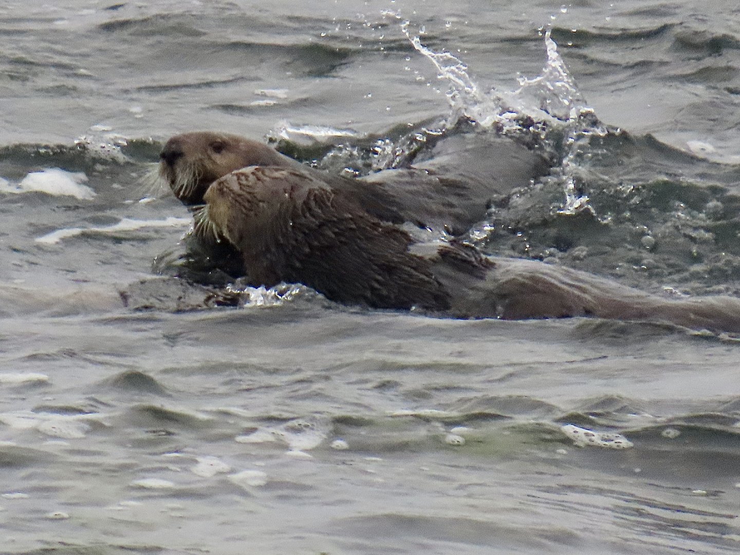 Southern Sea Otters (Enhydra lutris nereis)