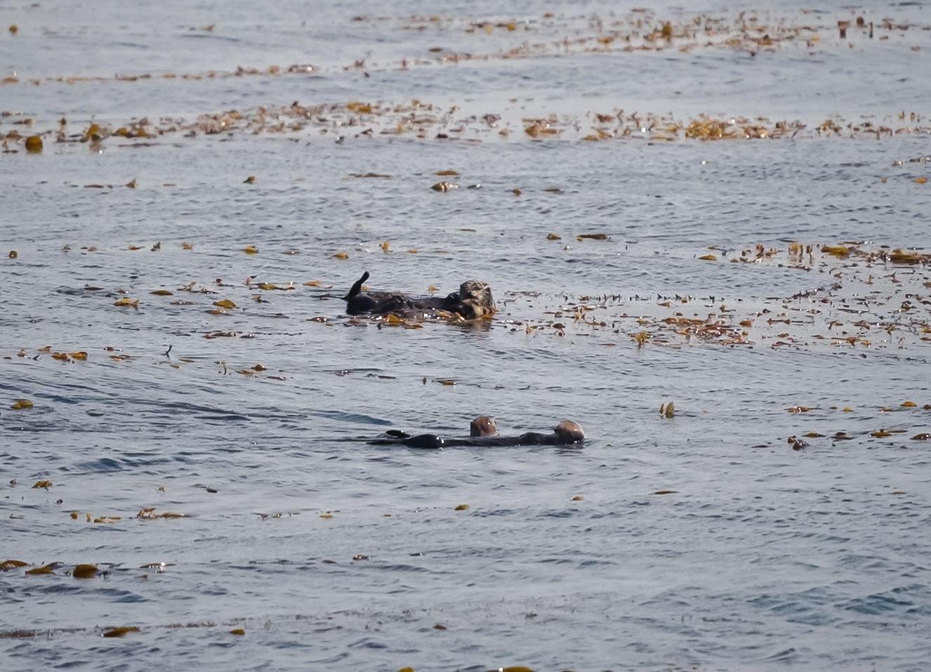 Southern Sea Otters (Monterey Bay)