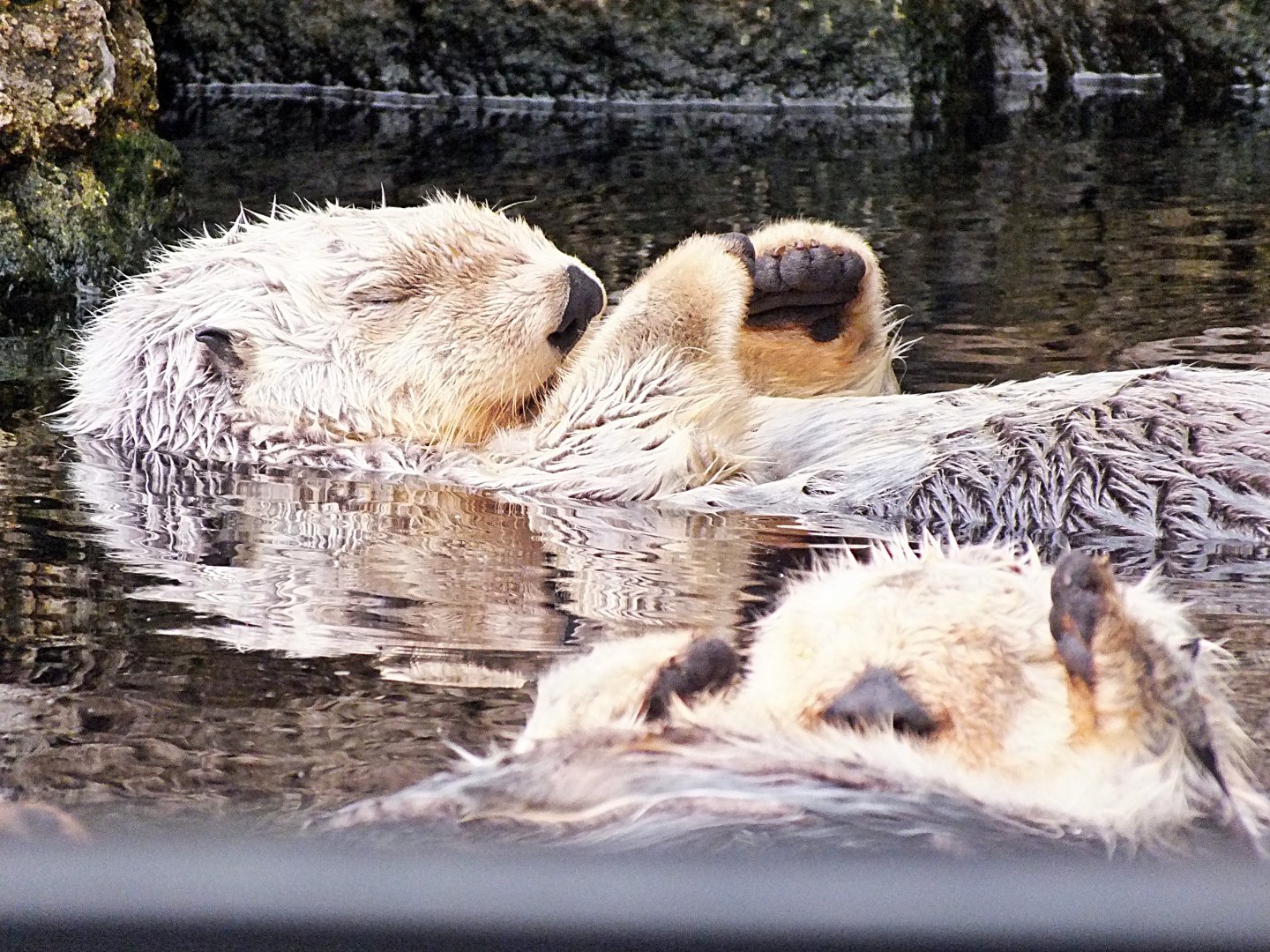 Southern sea otters