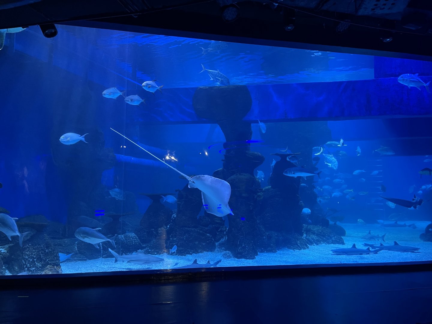 southern sea tank