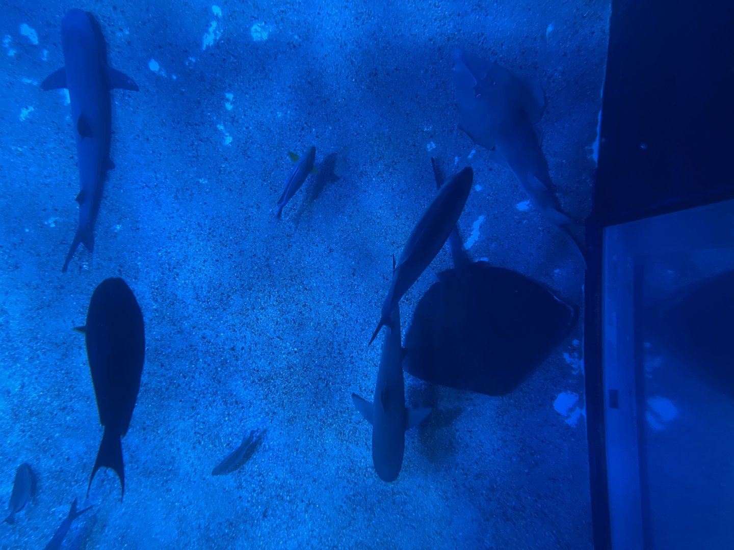 southern sea (view from top) (1)