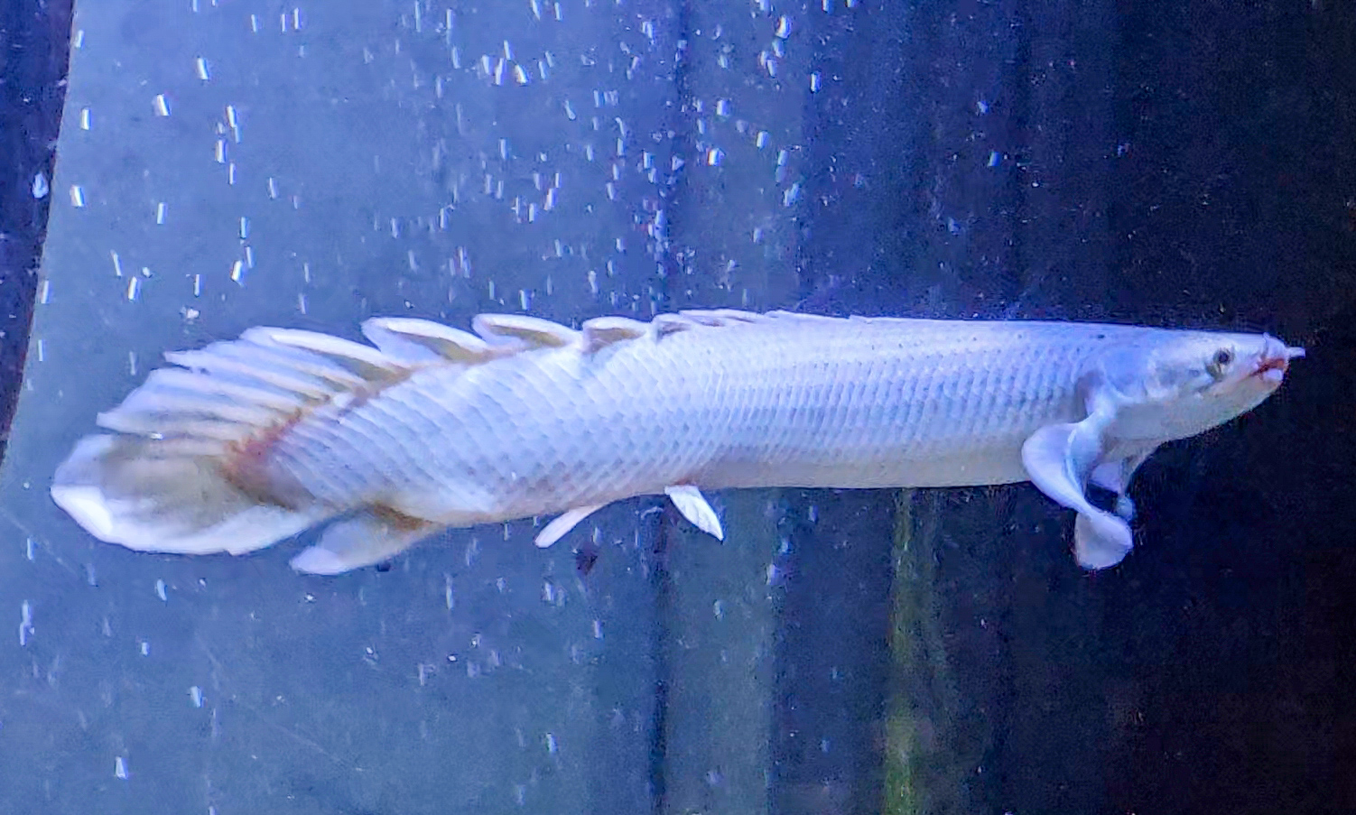 Southern Senegal Bichir (Polypterus senegalus meridionalis)