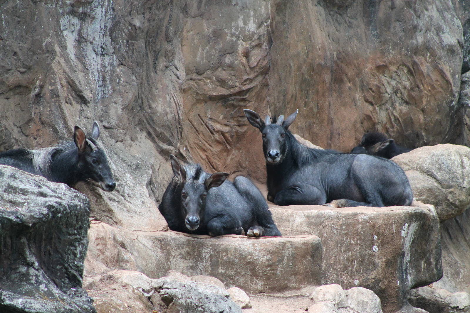 southern serows (Capricornis sumatraensis)