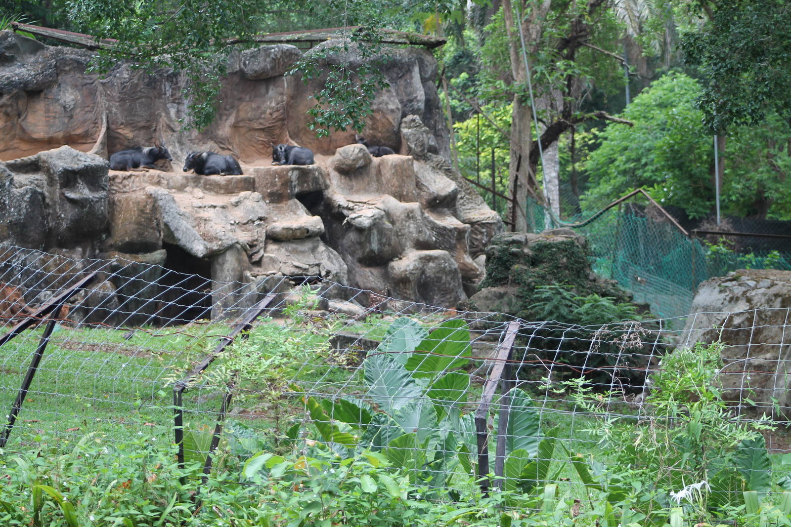 southern serows (Capricornis sumatraensis)
