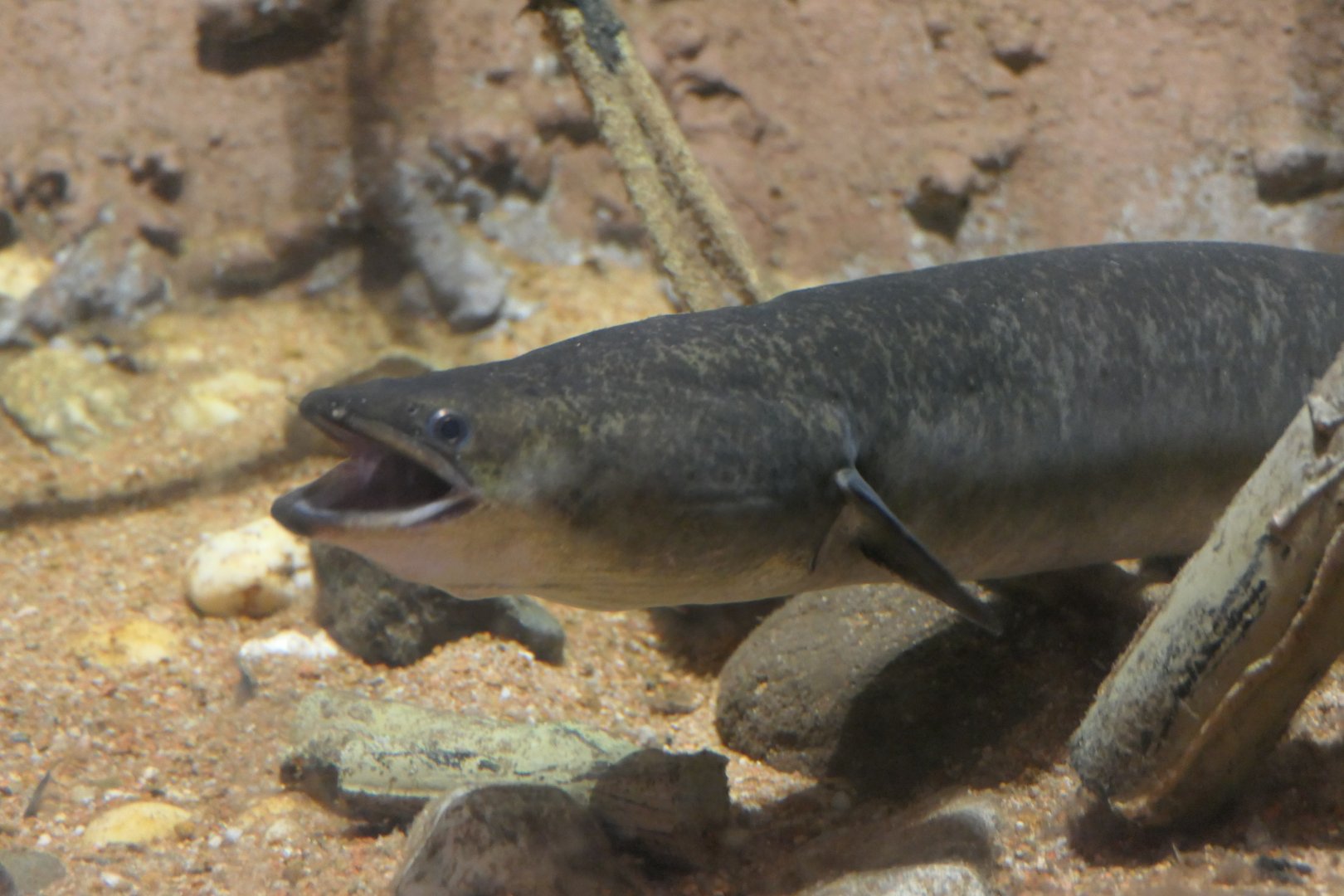 Southern Shortfin Eel (Anguilla australis) - Cairns Koalas and Creatures