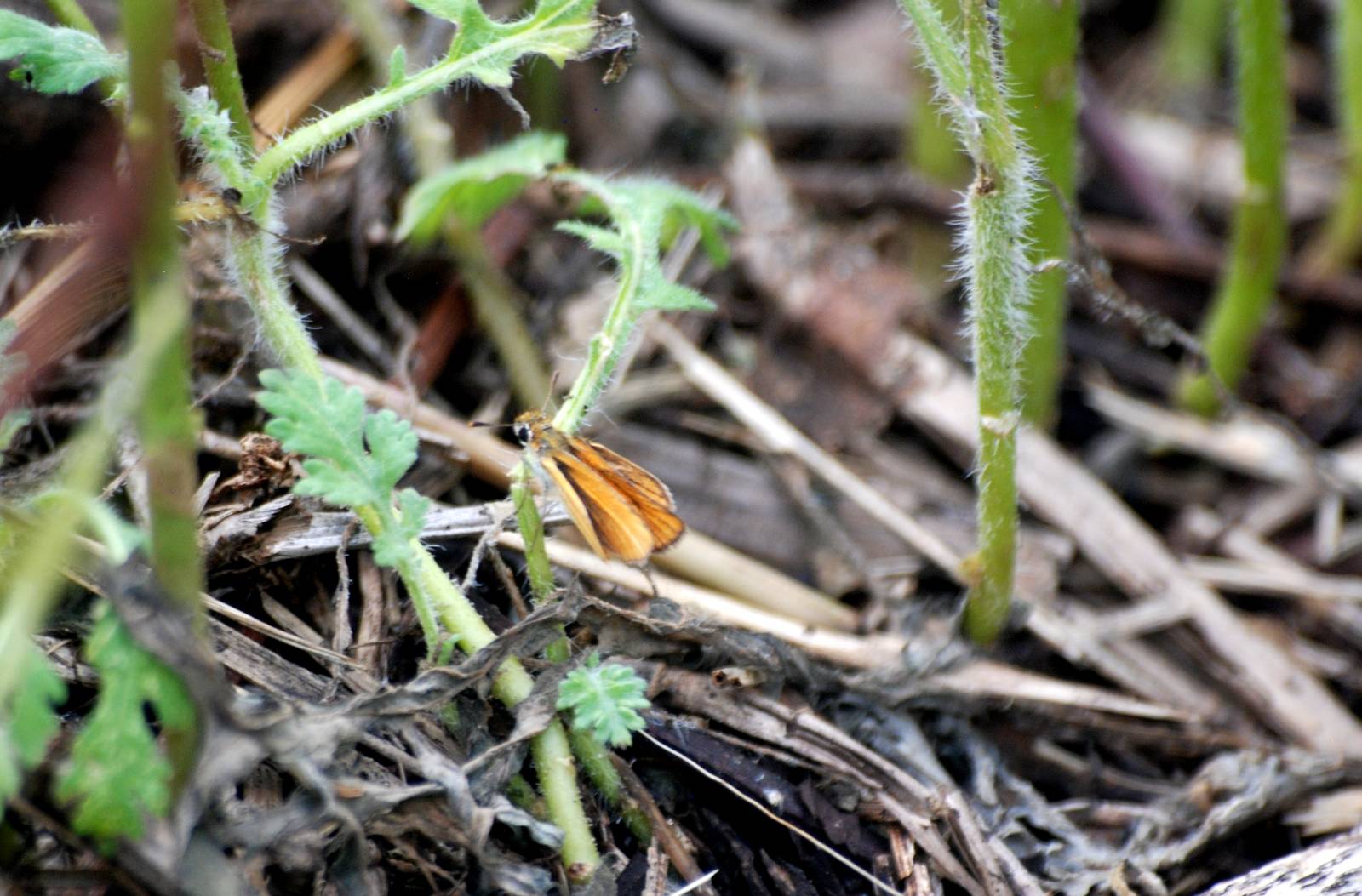 Southern Skipperling, Celery Fields, Sarasota, October 2013