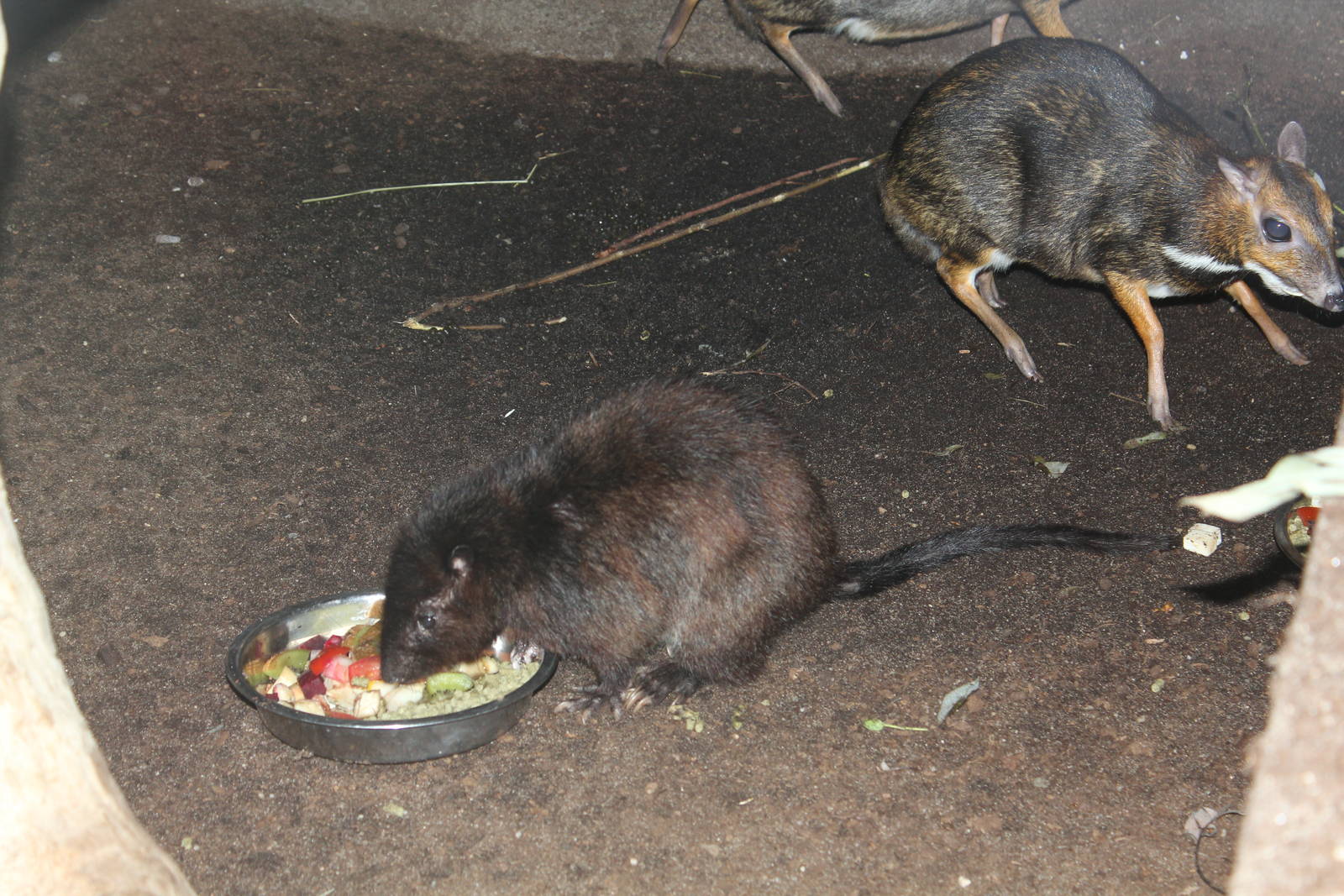 Southern Slender-tailed Cloud Rat - Prague Zoo, July 2013