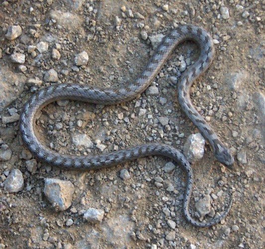 Southern Smooth Snake (Coronella girondica)