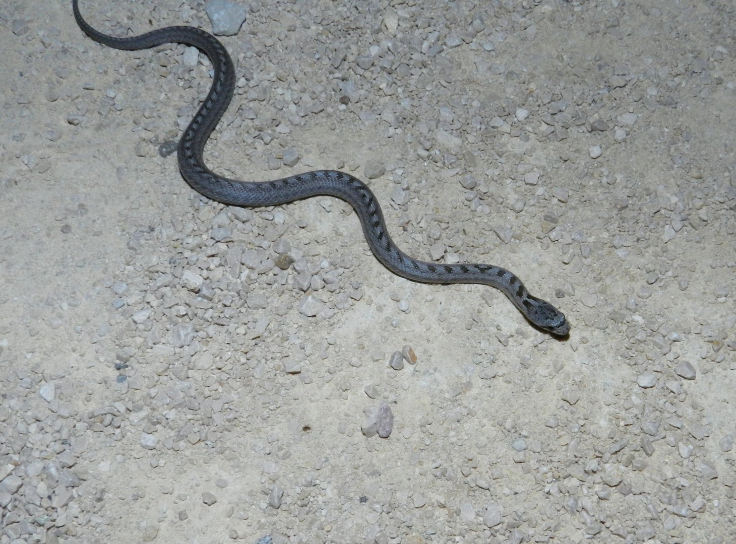 Southern Smooth Snake, Coronella girondica