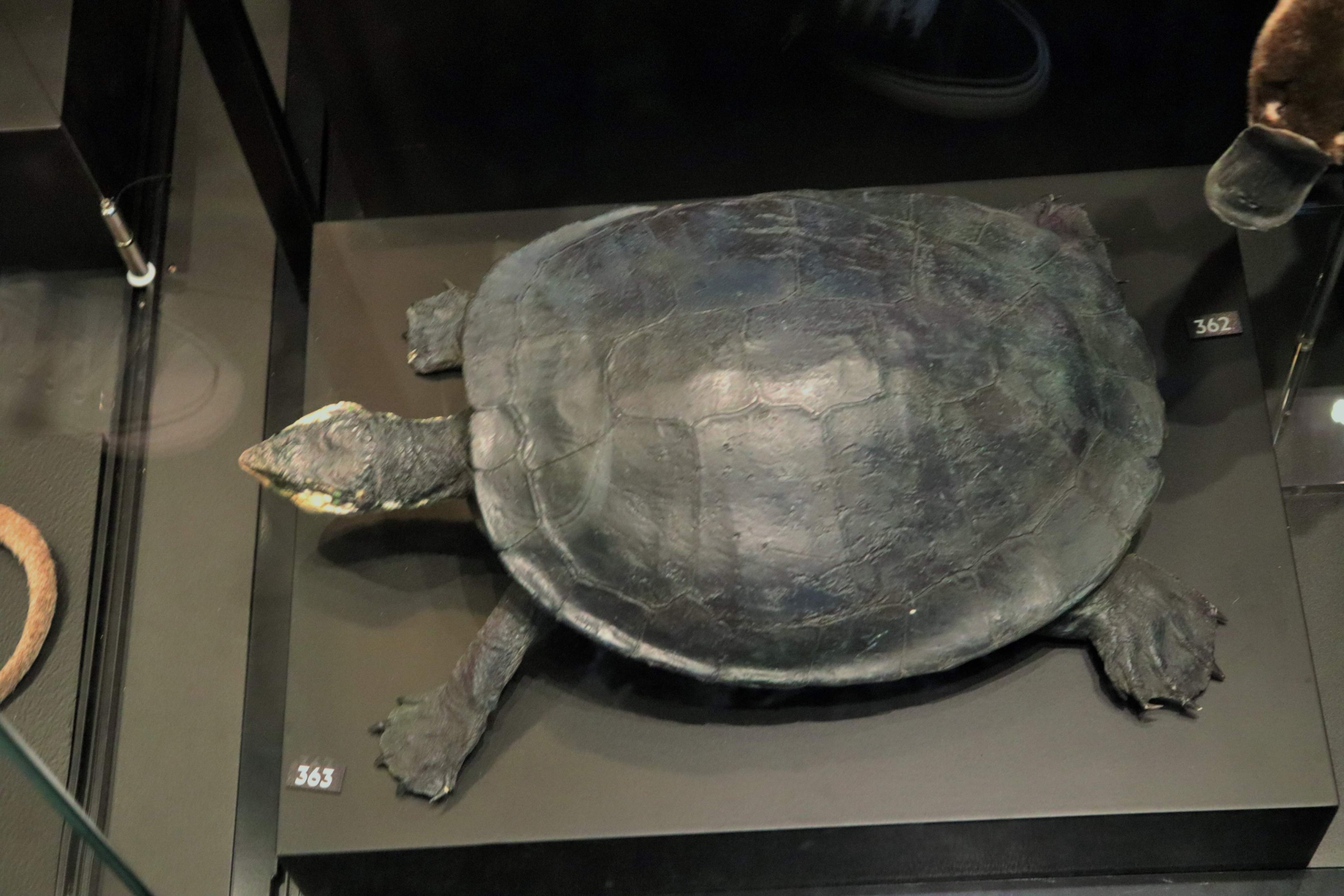 Southern Snapping Turtle (Elseya albagula)