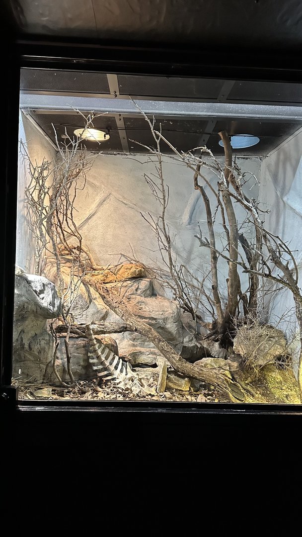 Southern Sonora Mexico Terrarium