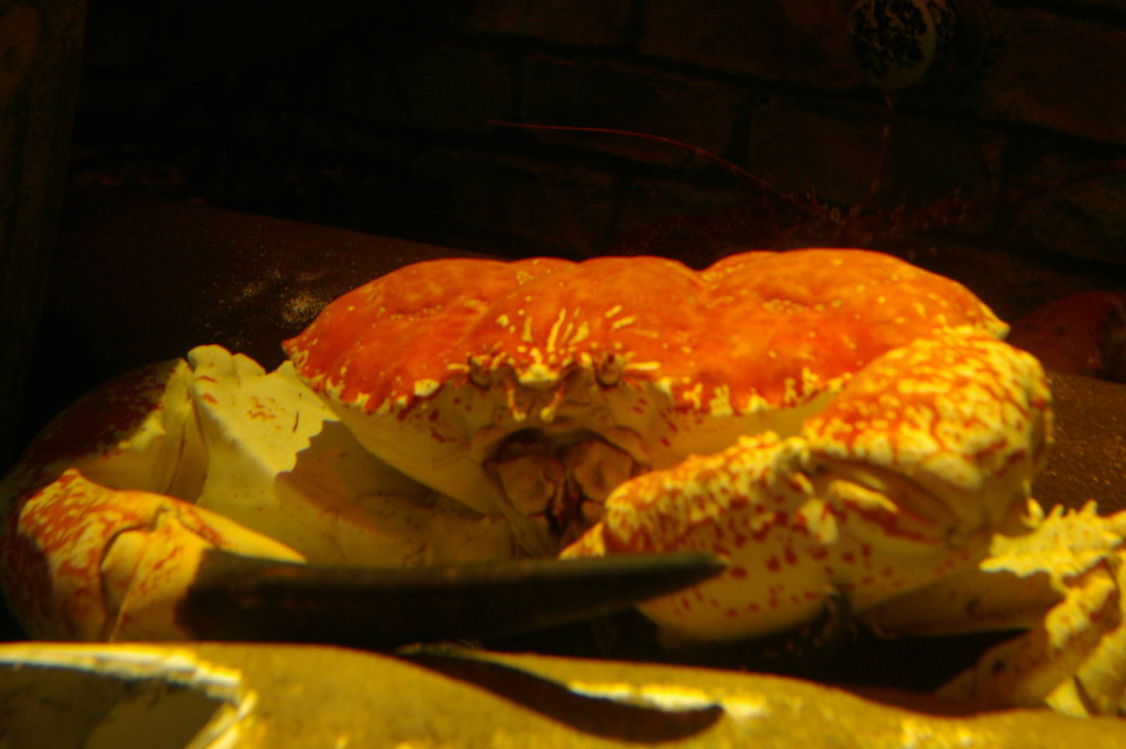 southern spider crab (Pseudocarcinus gigas), Melbourne Aquarium