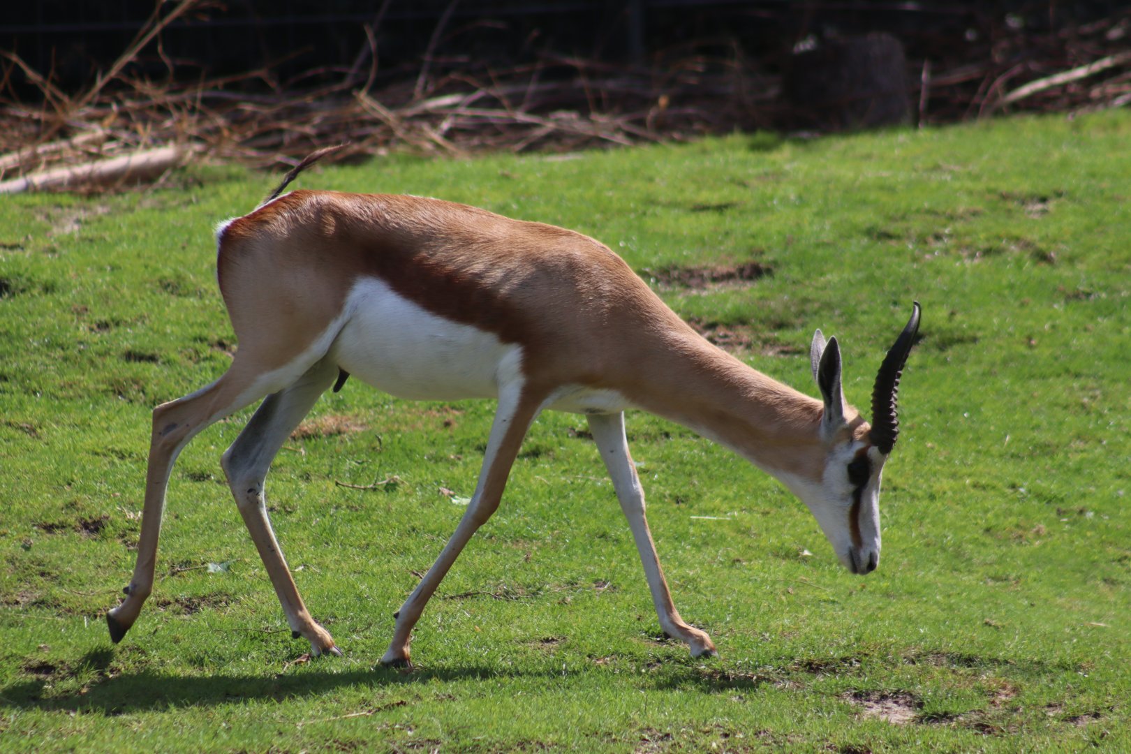 Southern Springbok
