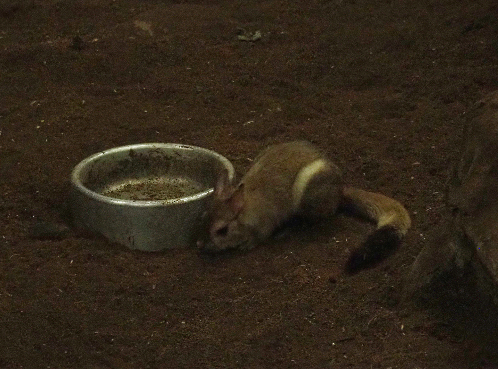 Southern springhare (Pedetes capensis), 2018-07-11