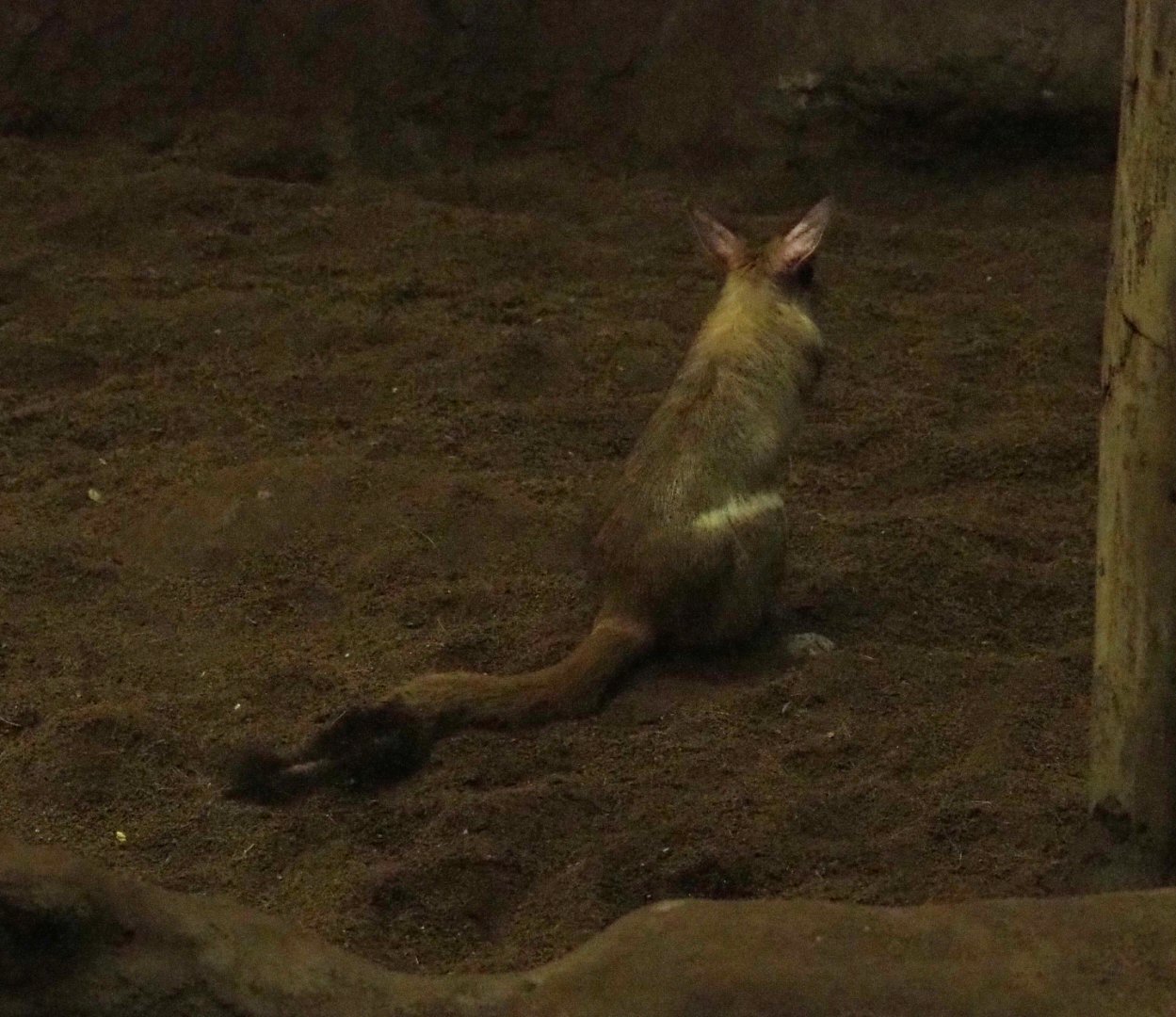 Southern springhare (Pedetes capensis), 2019-06-22