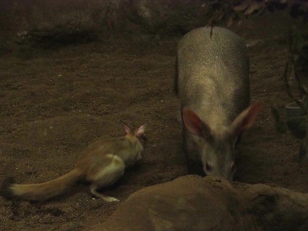 Southern springhare (Pedetes capensis) and Aardvark (Orycteropus afer), 2019-02-19
