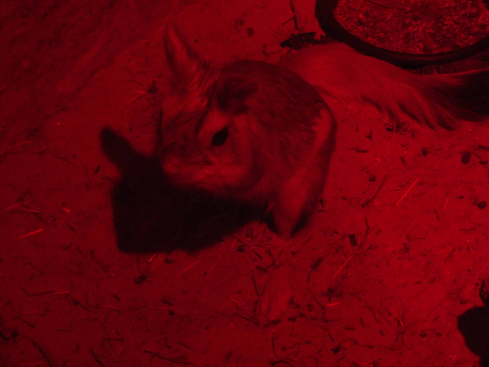 Southern Springhare (Pedetes capensis) at Five Sisters Zoo Park - July 4th