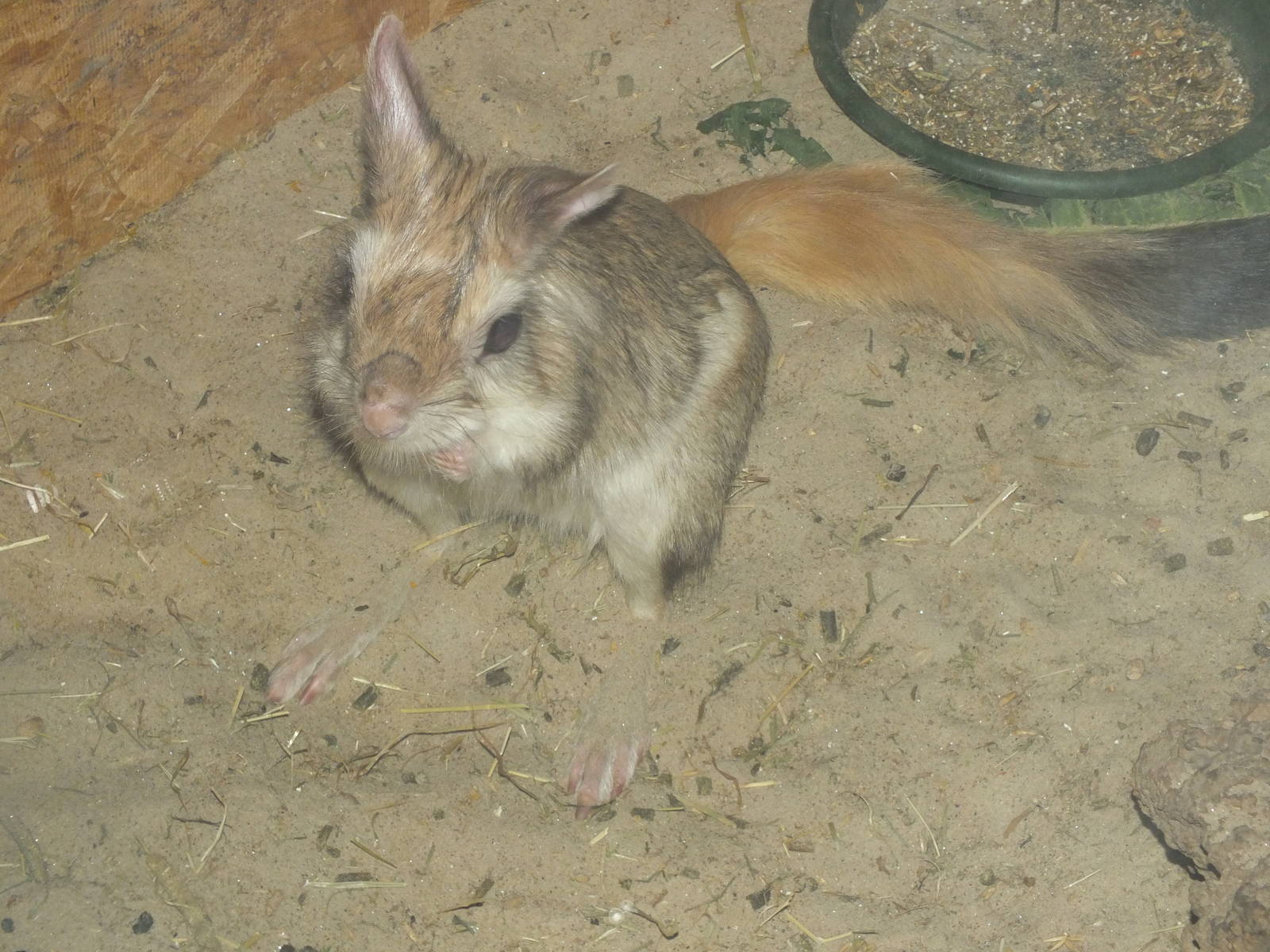 Southern Springhare (Pedetes capensis) at Five Sisters Zoo Park - July 4th