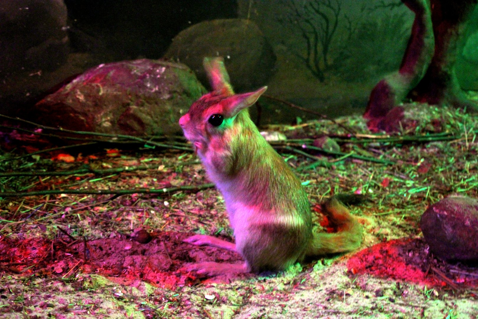 Southern springhare (Pedetes capensis)