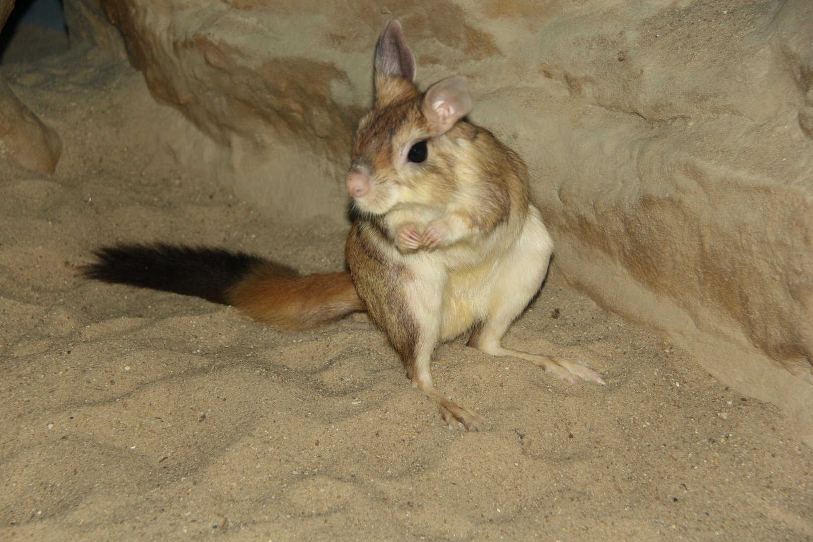 Southern springhare (Pedetes capensis)