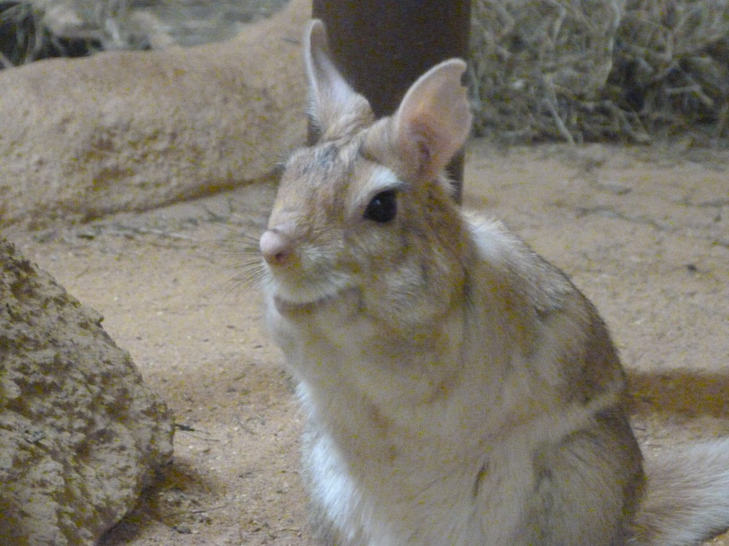Southern springhare -Zoo Plzeň (2025)