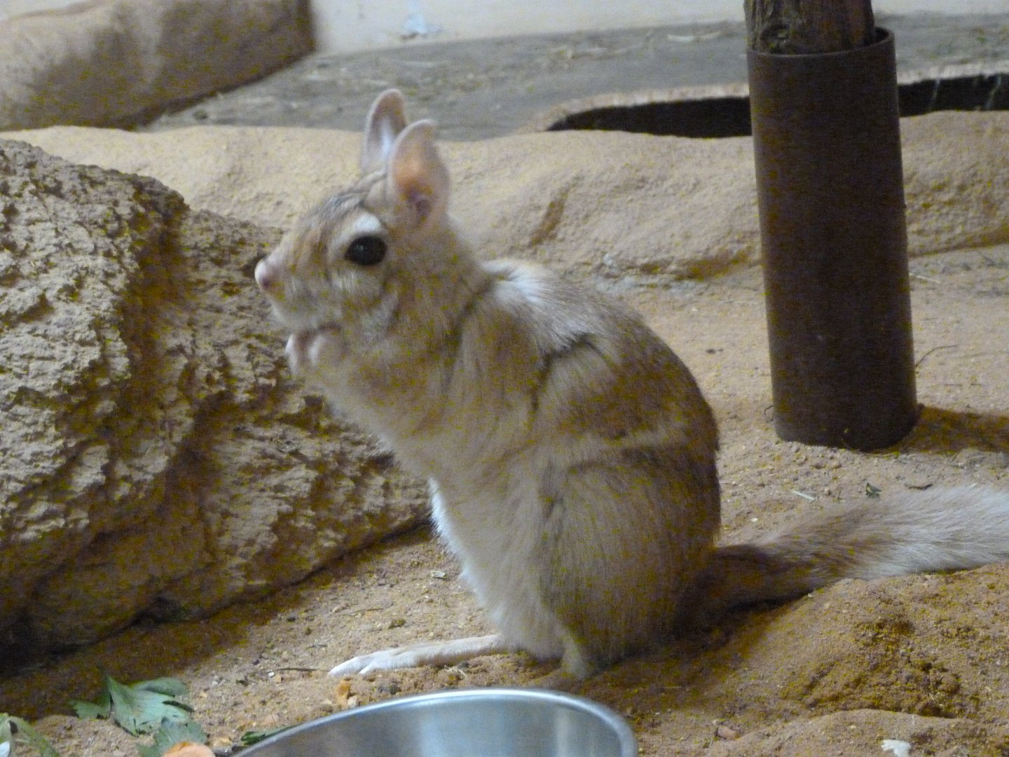 Southern springhare -Zoo Plzeň (2025)