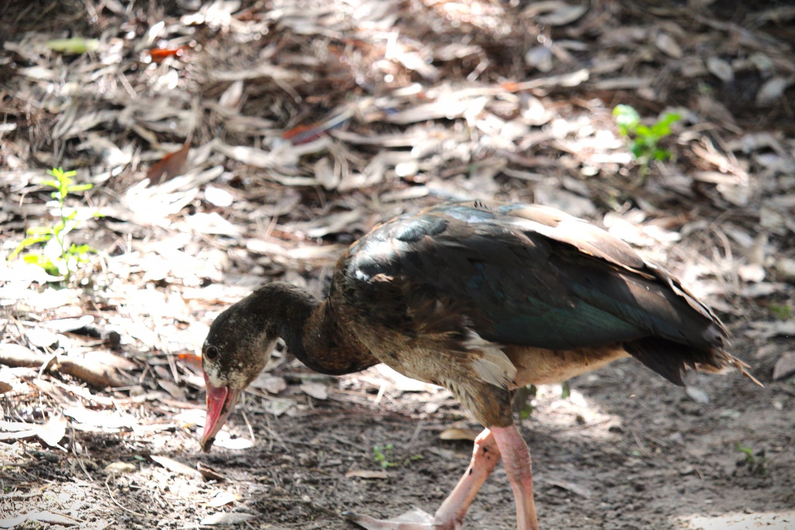 Southern Spur-winged Goose
