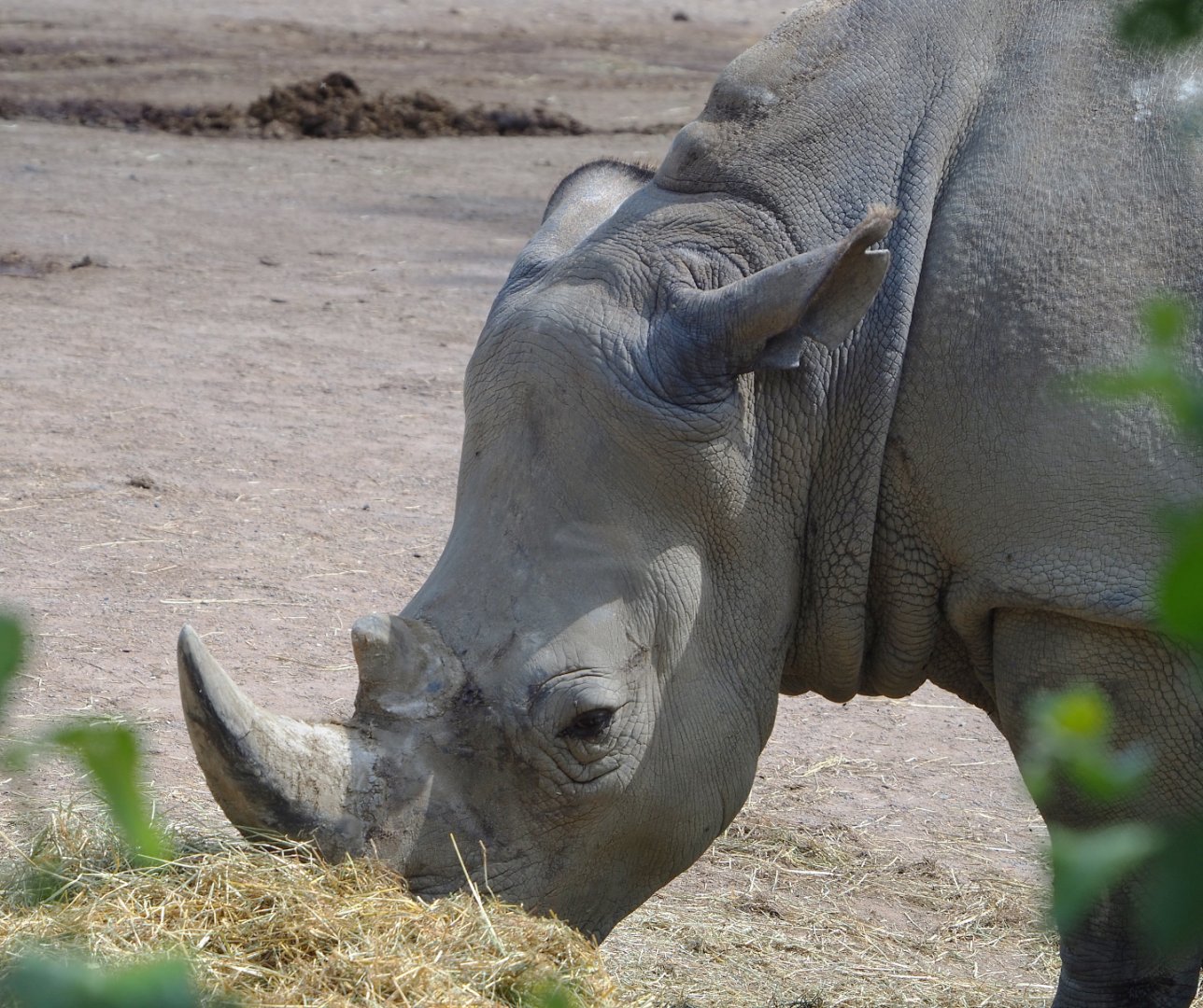 Southern square-lipped rhinoceros (Ceratotherium simum simum), 2022-06-28
