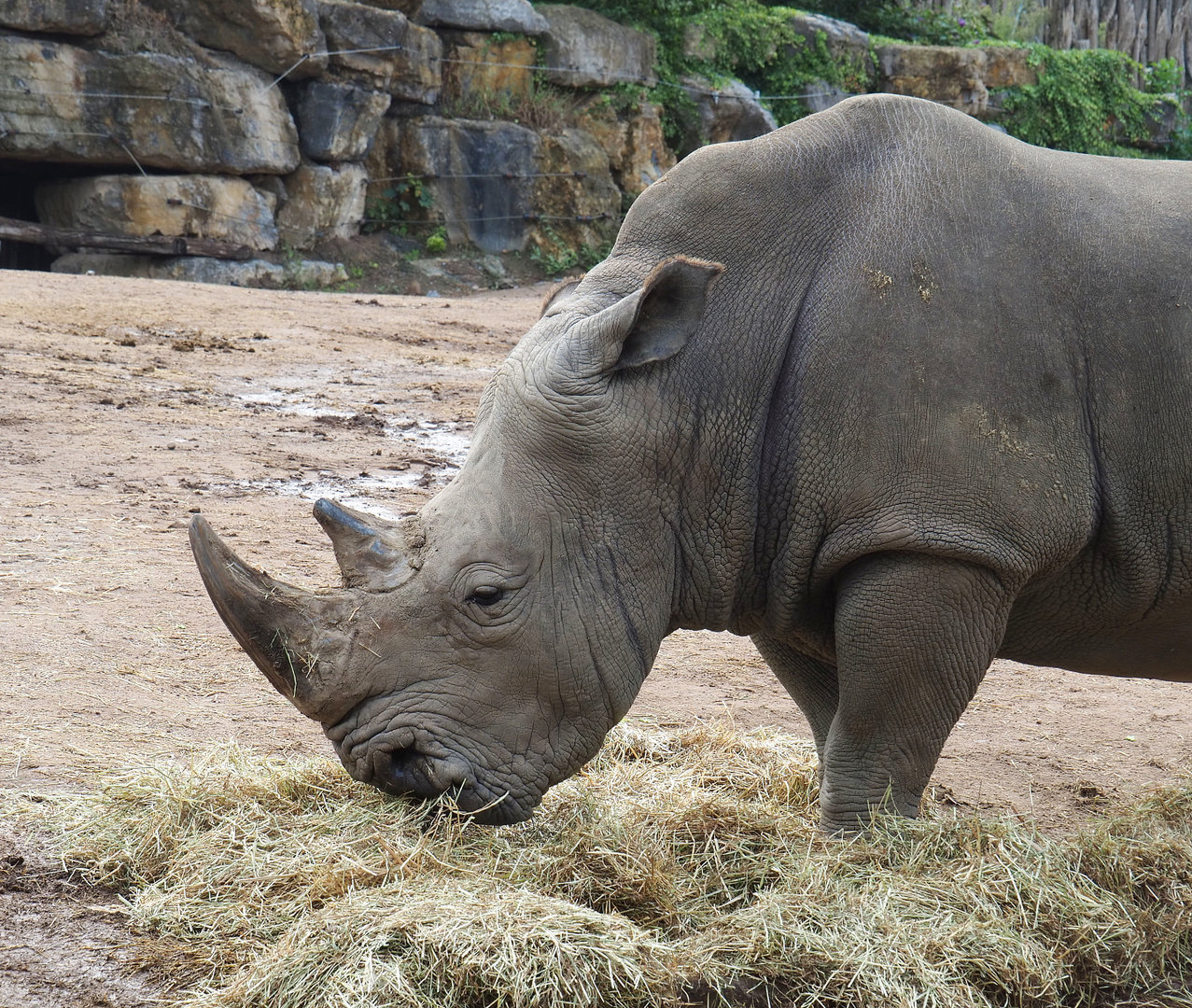 Southern square-lipped rhinoceros (Ceratotherium simum simum), 2022-09-15